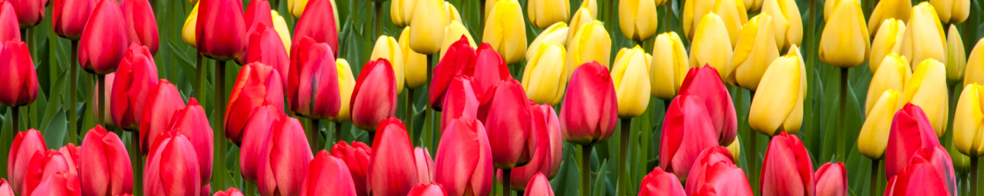 images/slides/tulips-zijpe.jpg